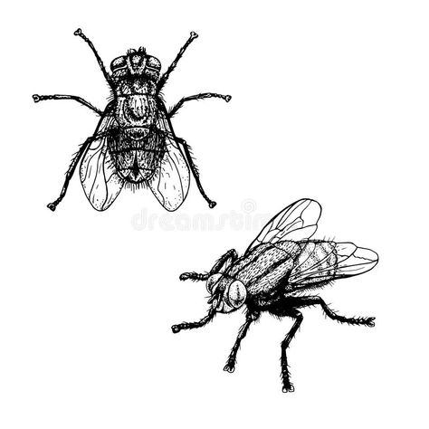 Fly Illustration Insect, Fly Sketch, Fly Illustration, Wallpaper Pokemon, Fly Drawing, Flying Tattoo, Black Fly, Insect Tattoo, White Drawing