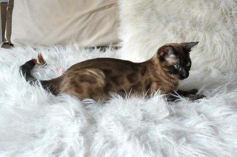 Solid Snow Mink Bengal Cat Snow Mink Bengal Cat, Charcoal Bengal, Bengal Cat Breeders, Adopting A Kitten, Cat Playhouse, Cat References, Asian Leopard Cat, Cat Entertainment, Cat Things