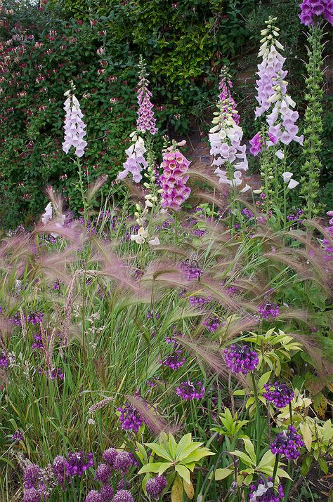 Fox Gloves, Flower Borders, Uk English, Country Gardens, Walled Garden, Garden Pictures, Love Garden, Plant Combinations, Romantic Garden