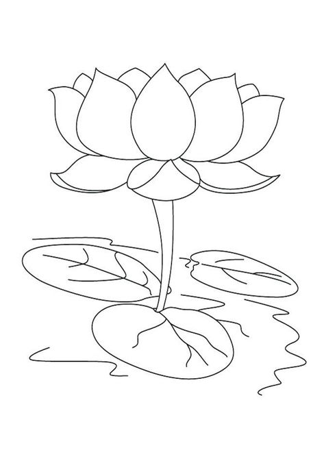 Beautiful Lotus Coloring Pages. Free printable Lotus Coloring Pages For kids download and print. Lotus Flower Coloring Pages, Flower Colouring Pages, Lotus Flower Outline, Lotus Outline, Lotus Flower Colors, Colouring Images, Lotus Flower Drawing, Lotus Drawing, White Lotus Flower