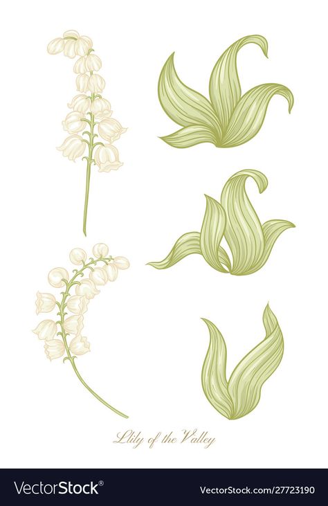 Lily Of The Valley Botanical Illustration, Lily Of The Valley Vintage Illustration, Art Deco Lily Of The Valley, Art Nouveau Lily Of The Valley, Lily Of The Valley Logo, Lily Of The Valley Illustration, Lily Of The Valley Drawing, Lily Graphic, Omega Symbol