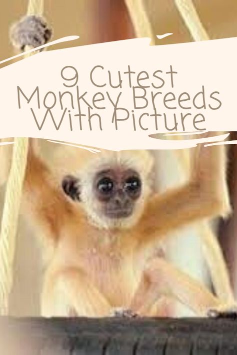 9 cutest monkey, cutest monkey baby, cutest monkey pictures, cutest finger monkey, cutest monkey in the world, cutest monkey pics, cutest little monkey, cutest monkey ever, cutest type of monkey, cutest monkey breeds Baby Monkeys Cutest, Different Kinds Of Monkeys, Finger Monkey For Sale, Pet Monkey For Sale, Monkey Breeds, Monkeys For Sale, Finger Monkey, Golden Snub Nosed Monkey, Small Monkey