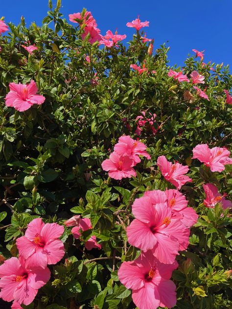 Hibiscus Flower Tree, Hibiscus Shrub, Hibiscus Bush, Hibiscus Tree, Hibiscus Garden, Favourite Flowers, Interior D, Pink Vibes, Hibiscus Flower