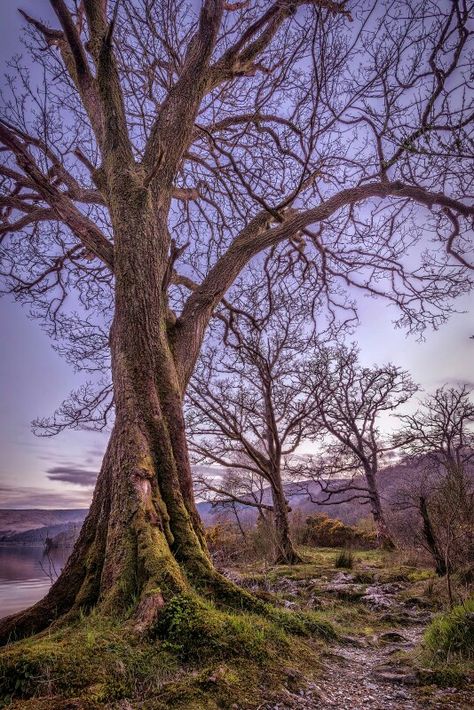 Twisted trunk Twisted Tree Trunk, Twisting Tree, Twisted Tree, Pot Designs, Heaven On Earth, Tree House, Google Chat, Trunk, Tree Trunk