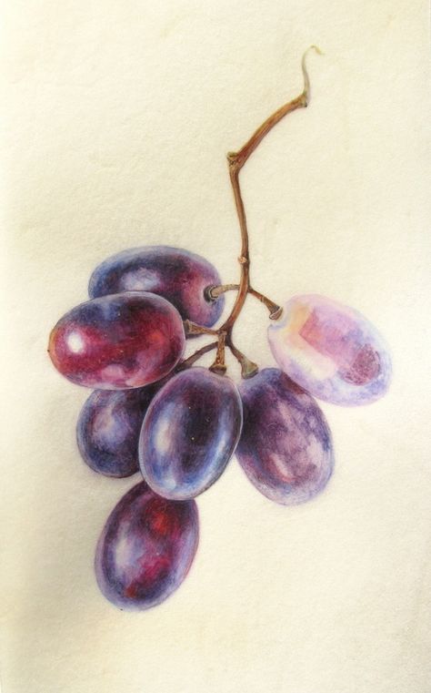 Botanical Sketches and Other Stories: Exciting Times! Grape Drawing, Botanical Sketches, Contemporary Botanical Art, Artist Workspace, Painting And Drawing, Colored Pencil Artwork, Purple Paint, Botanical Painting, Botanical Watercolor