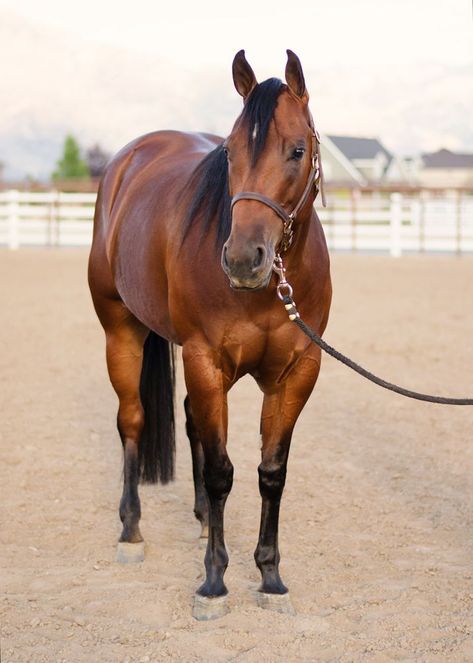 Bay Quarter Horse, Horse Background, Bay Horses, Amazing Horses, Reining Horses, Rodeo Horses, Bay Horse, Quarter Horses, American Quarter Horse