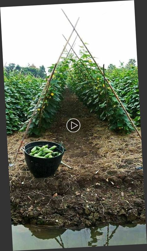 + pruning tomatoes pruning tomato seedlings pruning tomato plants pruning tomato plants how to pruning tools pruning tomatillo plants pruning tomato suckers pruning tomato tips pruning tomato eaves DIY Cucumber trellis DIY Cucumber trellis easy DIY Cucumber trellis raised bed DIY Cucumber trellis easy container DIY Cucumber face mask DIY Cucumber eye pads DIY Cucumber toner DIY Cucumber planter DIY Cucumber water plant supports wire trellis squash trellis wood trellis kitchen g, Trellis Raised Bed, Pruning Tomatoes, Cucumber Garden, Tomatillo Plant, Tomato Suckers, Toilet Roll Art, Cucumber Trellis Diy, Pruning Tomato Plants, Trellis Diy