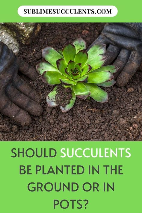 Planting Succulents Outdoors In Ground, Replanting Succulents, Amazing Garden Ideas, Outdoor Succulents, Succulents Ideas, Succulents Care, Different Types Of Succulents, Succulents In Pots, Succulent Care Tips