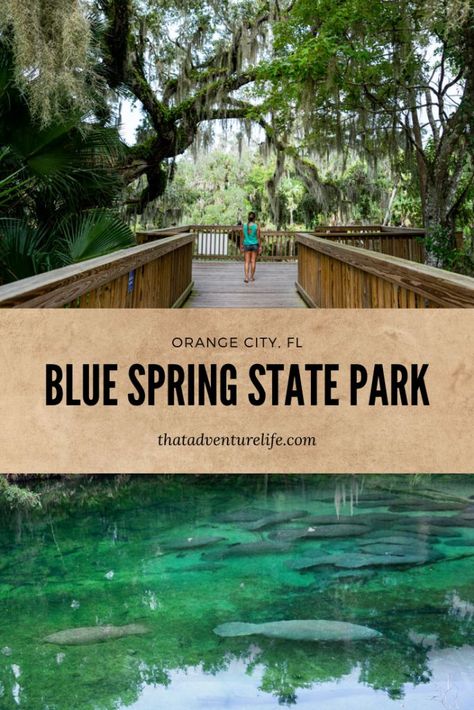 Jun 6, 2020 - Only 45 minutes from Orlando, Blue Spring State Park is not only a winter home to hundreds of manatees, but also full of fun activities such kayaking, tubing, snorkeling, and cave diving. Blue Springs State Park, Manatee Florida, Florida Travel Destinations, Florida Camping, Florida Adventures, Adventure Life, Florida State Parks, Florida Springs, Cave Diving