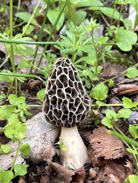 Morrell Mushrooms Drawing, Morel Mushroom Photography, Mushrooms And Fungi, Cool Mushrooms Real, Mushroom Reference Photos For Artists, Snail With Mushroom Tattoo, Mushroom Close Up, Mushroom Photos Nature, Mushroom Reference Photo