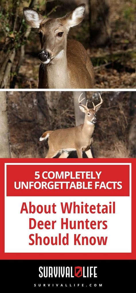 5 Completely Unforgettable Facts About Whitetail Deer Hunters Should Know #whitetaildeerfacts Big Whitetail Bucks, Woods Living, Whitetail Deer Hunting, Hunting Guide, Land Design, Big Deer, Deer Hunting Tips, Types Of Hunting, Living In The Country