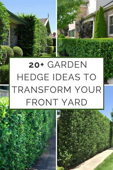 Your front yard is your home's first impression, and a well-designed hedge can be the difference between ordinary and extraordinary. Hedges aren't just about boundaries and privacy; they offer an opportunity to add structure, texture, Topiary Hedge Ideas, Conifer Garden Ideas, Hedged Garden Ideas, English Hedge Garden, English Yew Hedge, Hedge Bushes In Front Of House, Front Garden Hedge Ideas, Privet Hedge Front Yard, Backyard Small Garden Design