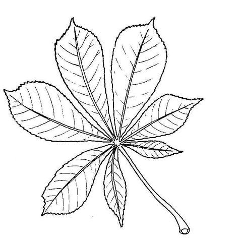 Drawing of Horse-chestnut Leaf Chestnut Tree Drawing, Big Leaf Drawing, Chestnut Drawing, Chestnut Tattoo, Big Tree Drawing, Horse Chestnut Tree, Horse Chestnut Leaves, Easy Christmas Tree Decorations, Chestnut Leaf