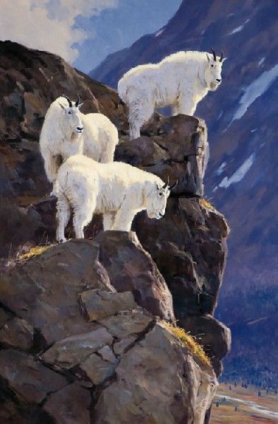 High Point - Mountain Goats - Ken Carlson: Animals Wallpaper Aesthetic, Cute Animals Wallpaper, Goat Paintings, Mountain Goats, Wildlife Paintings, Mountain Goat, Wild Creatures, Wildlife Artists, September 17