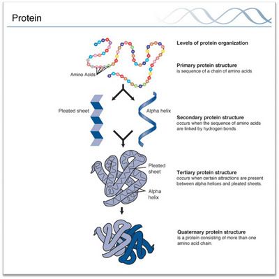 Four levels of structure in proteins Protein Biology, Protein Folding, Protein Structure, Biochemistry Notes, Mcat Prep, A Level Biology, Basic Anatomy And Physiology, Ap Biology, Chemistry Notes