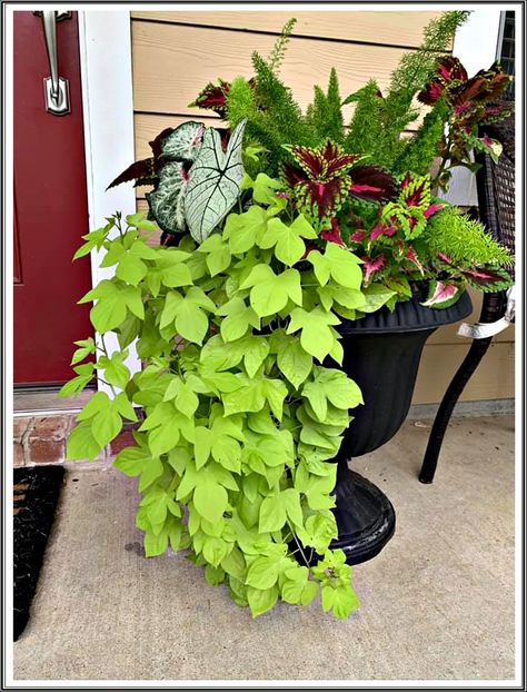 Caladiums, sweet potato vines, coleus, and asparagus fern. Sweet Potato Vine Planter, Potato Vine Planters, Winter Porch Pots, Sweet Potato Vines, Patio Flower Pots, Porch Pots, Winter Planters, Pots Ideas, Fall Container Gardens