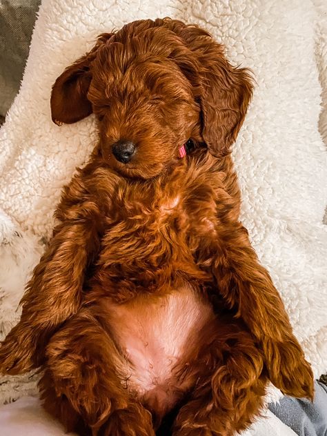 Mini red goldendoodle Goldendoodle Red, Full Grown Mini Goldendoodle, Goldendoodle Mini, Dog Goals, Red Goldendoodle, Goldendoodle Miniature, Irish Doodle, Dream Puppy, Golden Doodles