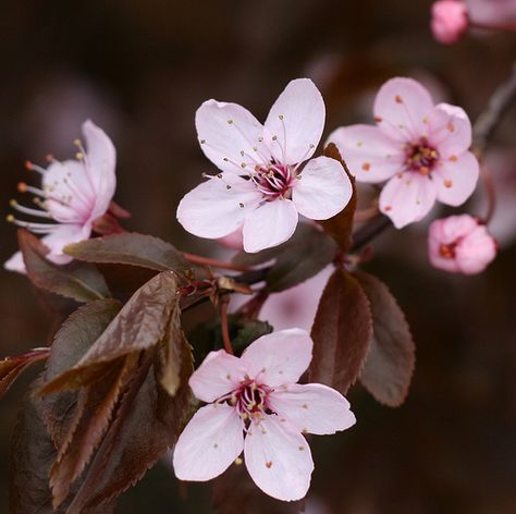 Purple flowering plum tree or purple sandcherry, these look the same, people use them in landscaping because of the dark purple leaves. Purple Leaf Plum Tree, Flowering Plum Tree, Purple Leaves, Tree People, Plum Blossoms, Plum Flowers, Flower Delivery Service, Plum Tree, Flowers Photo