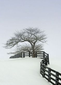 Era Victoria, Trees Photography, Snow Trees, Tree Stands, Lone Tree, Foto Tips, Snow Ice, Winter Scenery, Winter Beauty