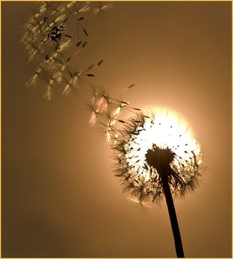 Neat pic!!!! Love dandelions :) Blowing In The Wind, A Dandelion, Dandelion Wish, Foto Tips, Jolie Photo, Pics Art, Macro Photography, Beautiful Photography, Nature Beauty