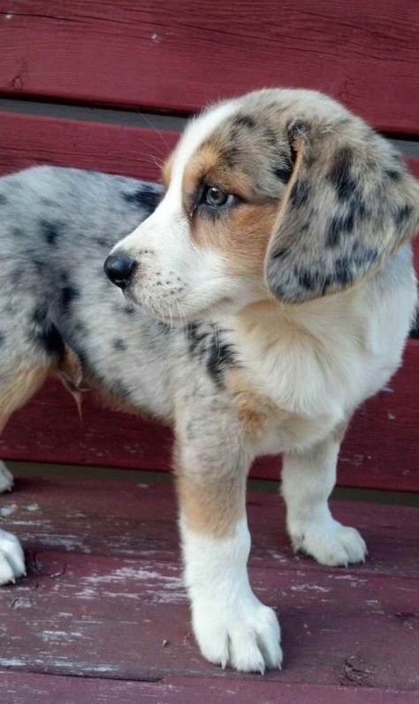 Design Cv, Beagle Mix, Australian Shepherds, Beagle Puppy, Blue Heeler, Shepherd Puppies, Animal Love, Australian Shepherd, Beautiful Dogs