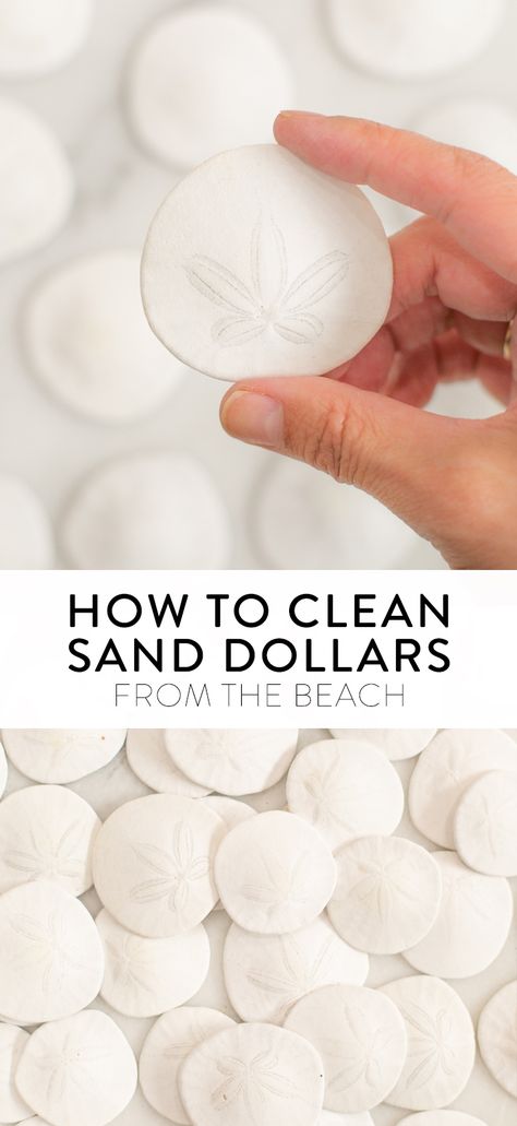 Sand Crafts For Adults, Sea Biscuit Crafts, Sand Dollar Display Ideas, Cleaning Sea Shells, How To Make Sand, Painted Sand Dollars, Sand Dollar Craft, Sand Dollar Art, Sand Dollar Ornament