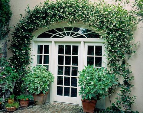 Curb Appeal Porch Ideas, Curb Appeal Plants, Curb Appeal Porch, Welcoming Front Door, Trachelospermum Jasminoides, Improve Curb Appeal, Climber Plants, Front Door Steps, Landscaping Around House