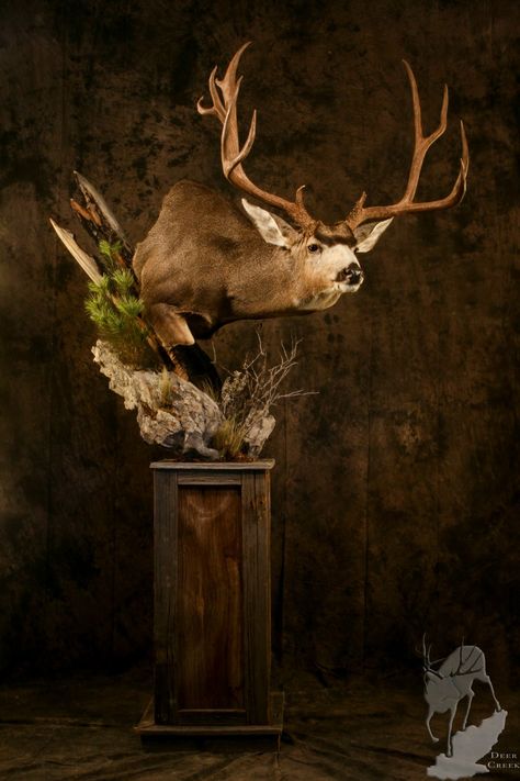 Pedestal Mounts Taxidermy, Mule Deer Mounts, Elk Mount Ideas, Deer Pedestal Mounts, Creative Taxidermy, Deer Pedestal, Deer Crafts, Deer Shoulder Mount, Hunting Room Decor