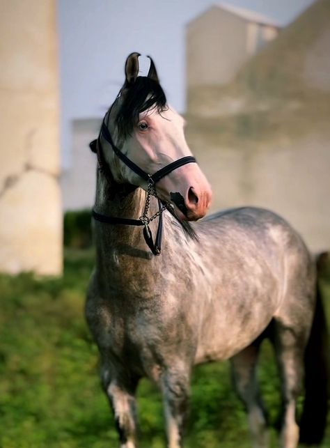 Black/grey sabino | stallion Marwari Horses, Black Grey, Gender Neutral, Black And Grey, Horses, Grey, Quick Saves, Black