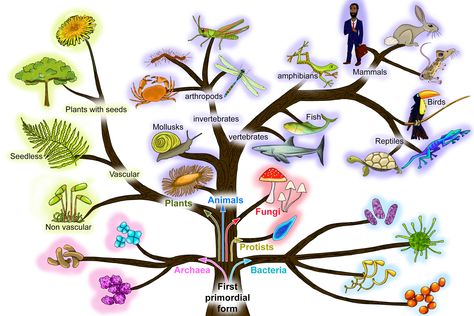 A simplified tree of life relating to Charles Darwins origin of species Origin Of Life Biology, Fantasy Biology, Tree Of Life Evolution, Phylogenetic Tree, Origin Of Species, Biology Art, Diagram Design, Fish Drawings, Life On Earth