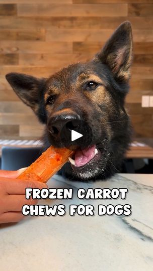 235K views · 6.6K reactions | Viral Frozen Carrot Chews For Dogs Recipe | Frozen Carrot Chews For Dogs Recipe 🥕🐶
-
We tried out the viral frozen carrot chew recipe!! Most of the videos we’ve seen claim that these are not only... | By Jade the Sable GSDFacebook Dog Recipes, German Shepherds, Us Foods, Dog Treats, For Dogs, German Shepherd, Fur Babies, Food Animals, Carrots