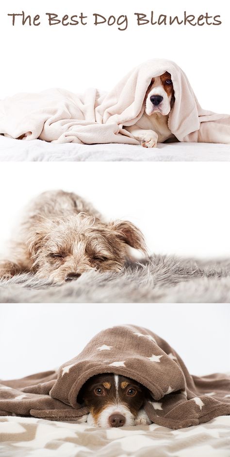 Choosing the best dog blankets Cute Dog Blankets, Dog In A Blanket, Dog With Blanket, Amazon Photography, Blanket Photography, Puppy Essentials, Dog Hammock For Car, Pretty Puppies, Dog Blankets