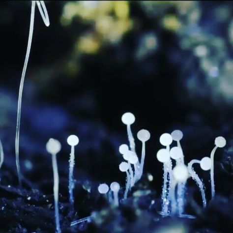 This is a Mucor mold, a fungi commonly found in soil, decaying plant matter, and on plants. The bulbous sporangia atop the growing stalks… Mucor Fungi, Fungi Spores, Biological Classification, Nature Learning, Interesting Facts, Ecology, Biology, Don't Worry, Soil