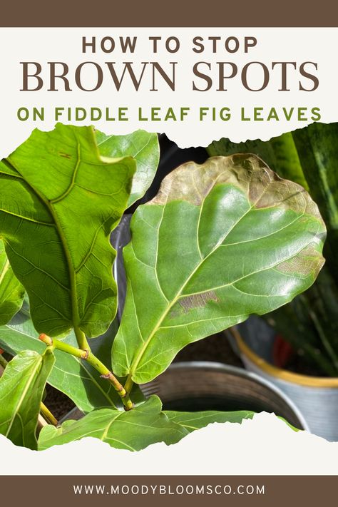 Plant Location In Home, Live Plants In Home Decor, Fig Plant Indoor Care, Fiddle Leaf Fig Tree Care, Fiddle Leaf Plant Care, Fig Leaf Plant Care, Fiddle Fig Tree Indoor, Fiddle Fig Tree Care, Ficus Tree Outdoor