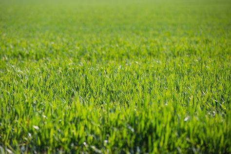 Paso a paso - Cómo escarificar césped - http://www.jardineriaon.com/como-escarificar-cesped.html #plantas Pasto Natural, Green Grass Background, Yellow Fields, Grass Background, Indoor Outdoor Carpet, Carpet Texture, Grasses Garden, Leaf Images, Types Of Carpet