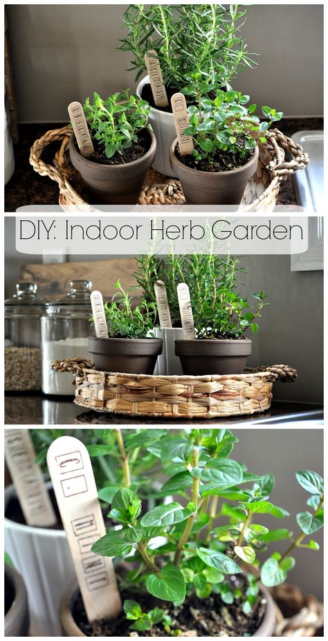 Diy Indoor Herb Garden, Indoor Herb Garden Diy, Growing Food Indoors, Plants In Pots, Herb Garden In Kitchen, Herb Garden Kit, Diy Herb Garden, Indoor Herb, Kitchen Herbs