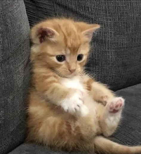 Teacup Kitten, Teacup Cats, Karma Is A Cat, Cats Photos, Cute Cats Photos, Cute Kitties, A Love Letter, Cute Animals Images, Cute Cat Gif