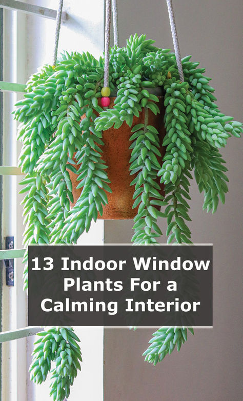 You need to understand the conditions inside your house that affect indoor plant growth. Light is by far the most important factor, closely followed by temperature.  Based on such factors, some plants will be suitable on window sills, while others should be placed near the window.  Regardless, you can be sure we’ve done all the due diligence, so you don’t have to. Therefore, whether you have a sunny south-facing window or a more subdued north-facing one, there are plenty of plant options... Window Sill Plants Indoor, Window Sill Ideas Decoration, Window Sill Decor Living Room, Window Sill Plants, Window Baskets, Windowsill Plants, Calming Interiors, Window Sill Decor, Windowsill Garden