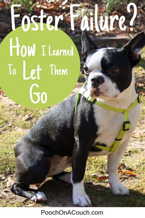 The hardest part of fostering dogs might be when we have to say goodbye and place them with a new, permanent home.   Indeed, it's that fear of, "I won't be able to let them go" that prevents so many people from fostering homeless pets.   I share how I learned to comfortably let my fosters go to new homes while still giving myself permission to foster fail on occasion. Diy Shelter, Shelter Dog Quotes, Shelter Dogs Adoption, Foster Puppies, Foster Dogs, Foster Animals, Foster Baby, Foster Cat, Foster Dog