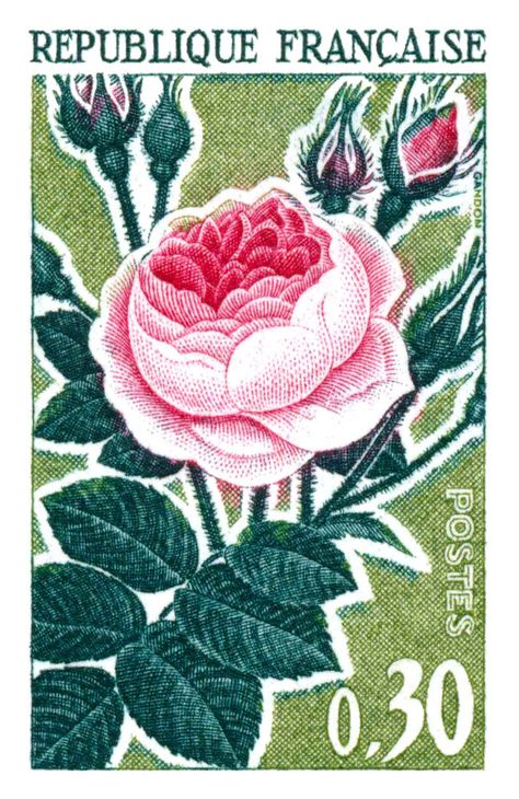 Vintage 1962 postage stamp issued by France in a series featuring French rose species, here depicted is the old rose. france,france stamp,french postage,postes francaise,french rose,vintage stamp,vintage postage,french stamp,philately,france postage stamp,french flowers,floral art,spring france,vintage flower,rose,vintage rose,vintage ephemera,stamp collector,wall art Stamp Poster, Usps Stamps, Postage Stamp Design, Postal Vintage, Buy Stamps, Old Stamps, French Flowers, Postage Stamp Art, Retro Graphics