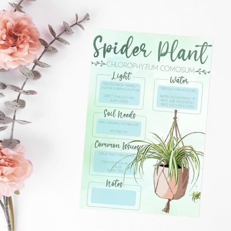 Check out the newest addition to the shop! Plant care cards for all of your houseplant questions. A cute and stylish way to organize all of your plant information to grow thriving plants! Spider Plant Care, Spider Plant, Plant Information, Peace Lily, Spider Plants, Water Lighting, Care Card, Plant Needs, Plant Care