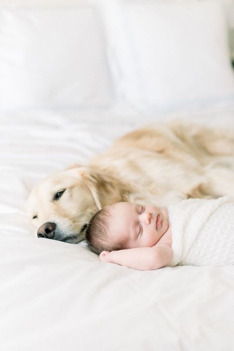 Newborn Overall Pictures, Newborn With Dog Photography, Newborn Family Photos With Dog, Dog And Baby Pictures, Newborn And Dog Photography, Newborn Photography With Dog, Newborn With Dog, Photo With Dog, Newborn And Dog