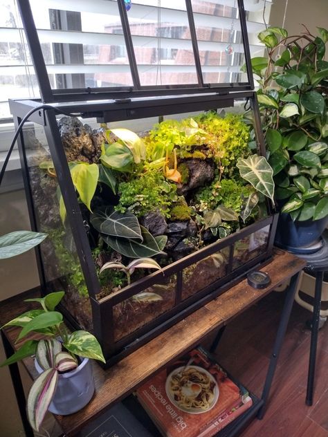 Terrarium Room Ideas, Self Sustaining Terrarium Fish Tanks, Indoor Plant Terrarium Ideas, Tropical Plant Terrarium, Large Terrarium Ideas Unique, Diy Terrarium Decor, Terrarium Bedroom, Moss Wall Diy, Indoor Terrarium Ideas