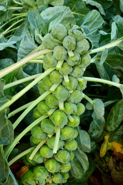 Brussel Sprouts Garden, Garden Brussel Sprouts, Brussel Sprouts Plant, Harvesting Brussel Sprouts, Growing Brussels Sprouts, Sprouts Benefits, Baby Cabbage, Veggies Garden, Vegetables Garden