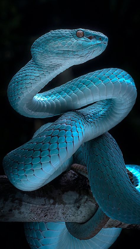 Snake Photos, Beautiful Comments, Pretty Snakes, Snake Wallpaper, Blue Snake, Beautiful Snakes, Snake Art, Snake Tattoo, Macro Photography