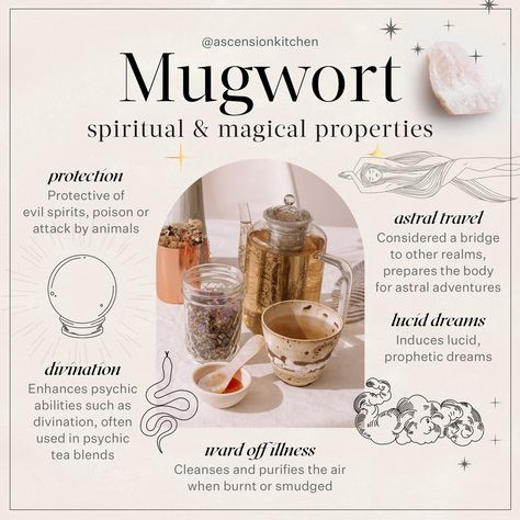 Mugwort is a powerful ally for traversing dreamscapes - this lucid dreaming tea blend features mugwort, the sacred blue lotus flower, passionflower, ginkgo and dried orange peel. Mugwort Tea, Dried Orange Peel, Dream Tea, Lotus Tea, Magickal Herbs, Blue Lotus Flower, Magic Herbs, Magical Herbs, Herbal Magic