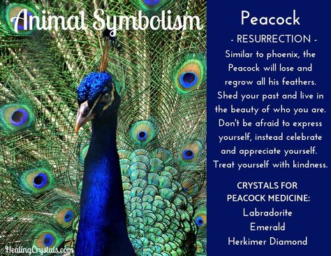 A peacock is one which lives in the promise of all she does. She is one bird that totally expresses her uniqueness! Peacock Meaning Inspiration, Peacock Spirit Animal Meaning, Peacock Tattoo Meaning, Peacock Feather Meaning, Peacock Symbolism, Peacock Feather Tattoo Meaning, Animal Totem Spirit Guides, Feather Tattoo Meaning, Feather Meaning