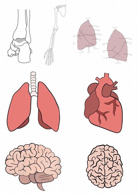 Stickers For Medical Student, Ipad Notes Anatomy, Goodnotes Medical Stickers, Anatomy Digital Stickers, Stickers For Digital Notes, Human Anatomy Stickers, Biology Stickers Goodnotes, Good Notes Anatomy, Cute Stickers For Notes