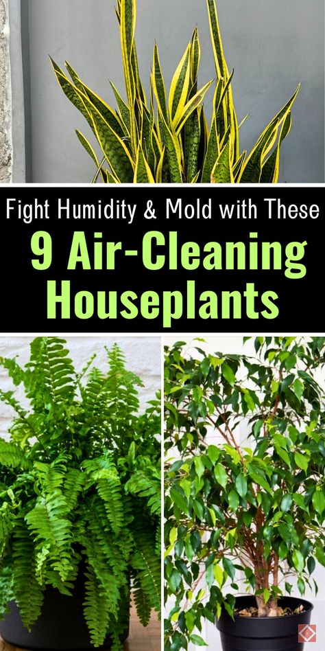 Say goodbye to mold and moisture with these 9 houseplants! They’re not only beautiful but also highly effective at reducing humidity and improving indoor air quality. Perfect for any room in the house, save this pin for houseplants that help create a fresher, mold-free home! Natural Dehumidifier, Low Light Plants, Bathroom Plants, Air Purifying Plants, Peace Lily, House Plant Care, Spider Plants, How To Grow Taller, Mother Plant