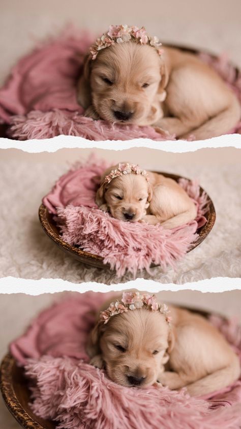 New Born Puppies Photos, Dog Litter Photoshoot, Puppy For Sale Picture Ideas, Newborn Puppies Photoshoot, Monthly Dog Photos, Puppy Pictures For Selling, Newborn Puppy Photoshoot Ideas Diy, Newborn Puppies Photography, 2 Week Old Puppy Photoshoot